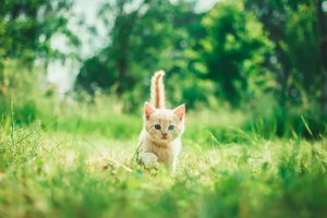 Miniatyrskiss