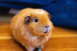 Pienikuva