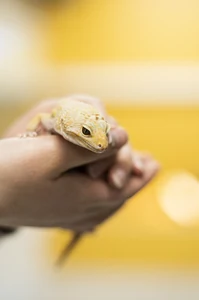 Miniatyrskiss