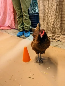 Miniatyrskiss