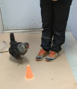 Miniatyrskiss