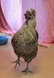 Miniatyrskiss